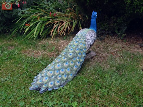 Vivid arts peacock real life - vivid,